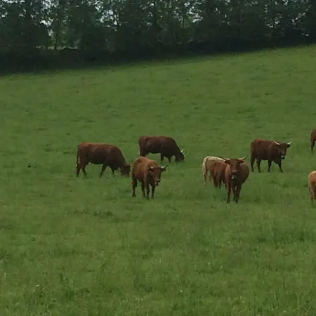 Ferme De Lasbordes Pensionat *
